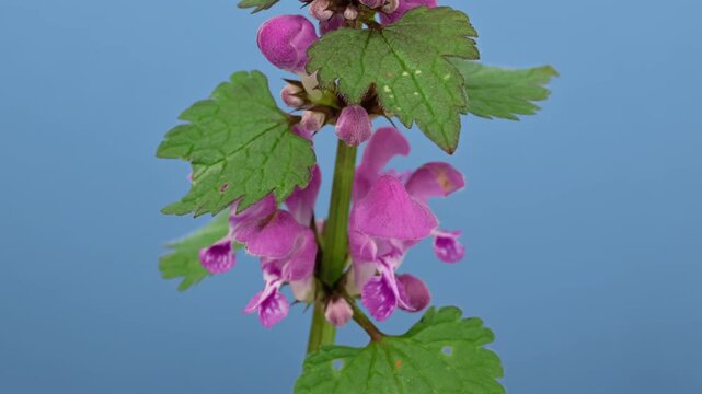 Time lapse of Purple Archangel (Lamium purpureum or Red dead-nettle or Red henbit) spring wild flowers, isolated on blue screen