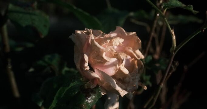 Close-up shot of a dying rose with wrinkled petals and dark leaves, suggesting a late stage of bloom.