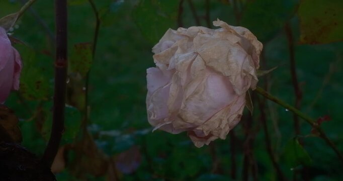 A wilted pale pink rose with wrinkled petals and water droplets hangs from a stem against a blurred green leafy background with another rose partially visible.