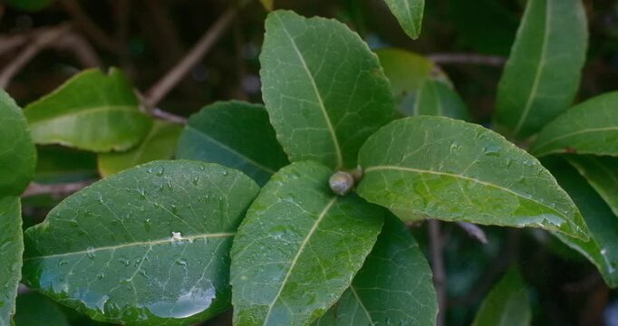 Close-up view of glossy green leaves with visible veins and water droplets surrounding a small rounded green bud at the center of the cluster.