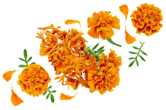 fresh marigold or tagetes erecta flower isolated on white background with full depth of field. Top view. Flat lay