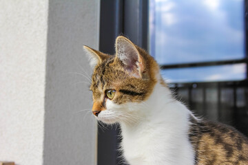 Warsaw, Poland, May 03, 2026. A close profile portrait of a curious tabby kitten sitting outdoors on a balcony against a blue sky. High quality photograph. © ULYANA_1995