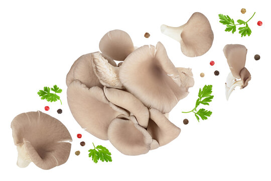 Oyster mushrooms isolated on white background with full depth of field. Top view. Flat lay