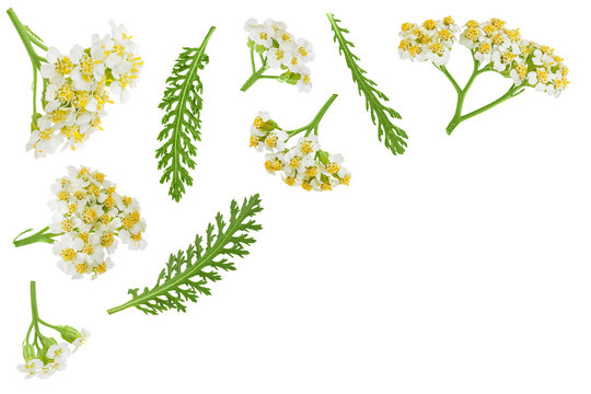 fresh yarrow flowers isolated on white background. Top view. Flat lay