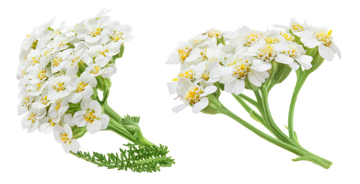 fresh yarrow flowers isolated on white background