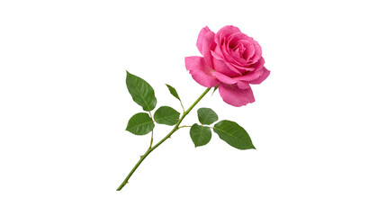 Fototapeta premium Hybrid Tea Rose