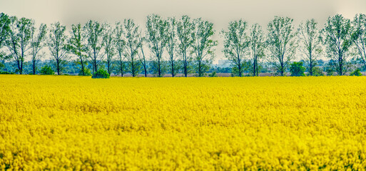 Pięknie zakwitający rzepak na podmiejskich polach uprawnych © Andrzej - RajPlanet