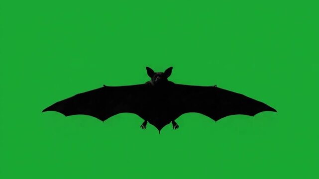 Realistic bat silhouette flying loop green screen 4k for halloween.