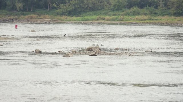 Vistula river's low water level reveals riverbed and alters landscape amid climate changes