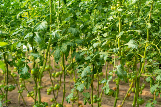 The tomatoes in the greenhouse are growing.