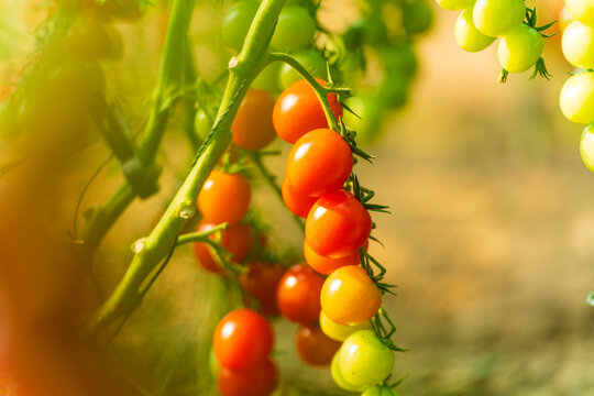 The tomatoes in the greenhouse are growing.