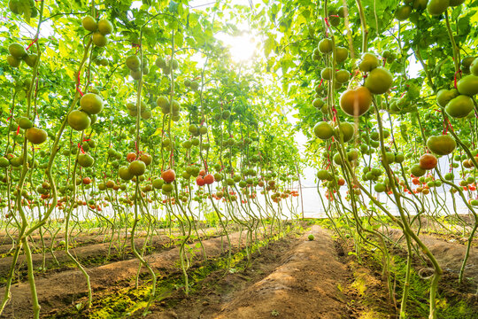The tomatoes in the greenhouse are growing.