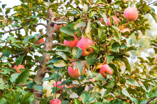 In autumn, the apple trees are covered with ripe apples.