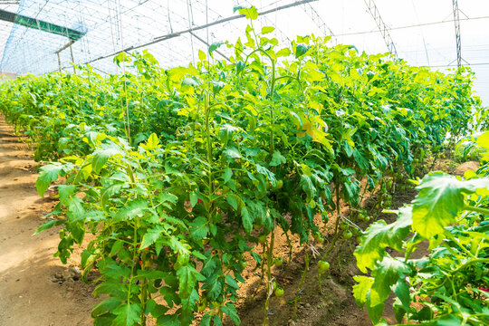 The tomatoes in the greenhouse are growing.
