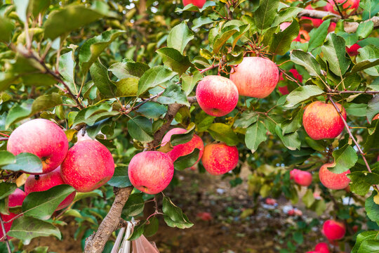 In autumn, the apple trees are covered with ripe apples.