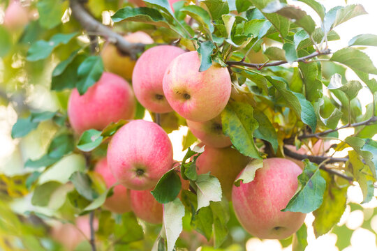 In autumn, the apple trees are covered with ripe apples.