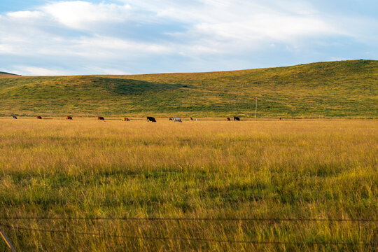 A herd of cattle on the prairie