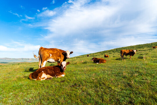 A herd of cattle on the prairie