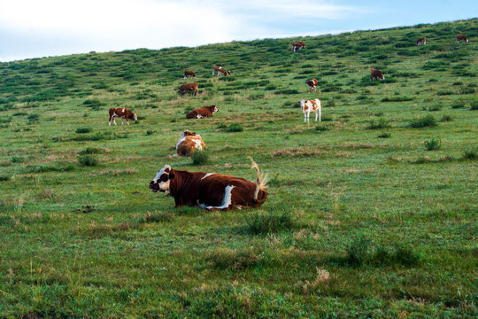 A herd of cattle on the prairie