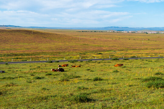 A herd of cattle on the prairie