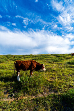A herd of cattle on the prairie
