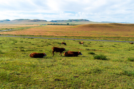 A herd of cattle on the prairie