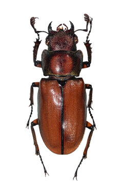 Female Cyclommatus stag beetle specimen isolated on transparent background