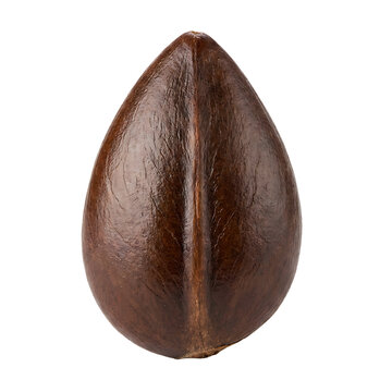 Sapodilla Seed Isolated On Transparent Background