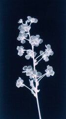 Obraz premium X-ray style floral design in monochrome, perfect for mobile wallpaper.