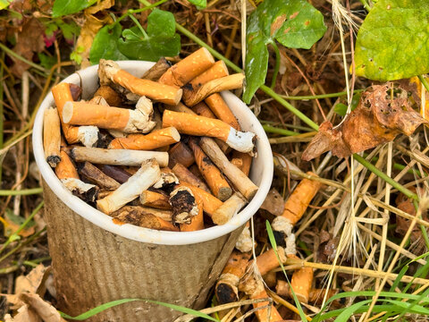 Discarded Cigarette Butts Overflowing from Paper Cup in Nature, Environmental Pollution and Litter Concept