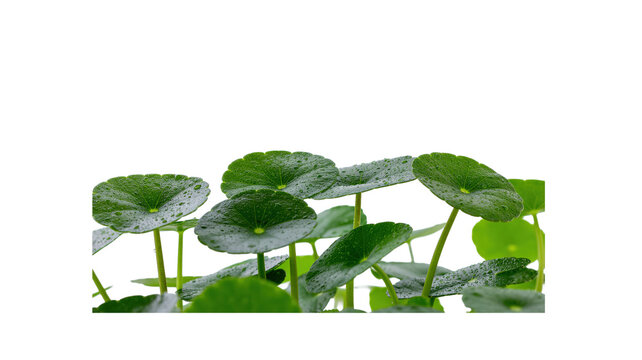 Heap of fresh green gotu kola centella asiatica leaves isolated on white background