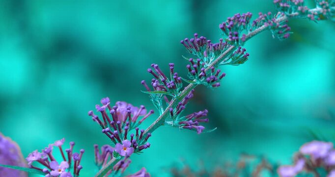 Macro - Pink flower in a forest