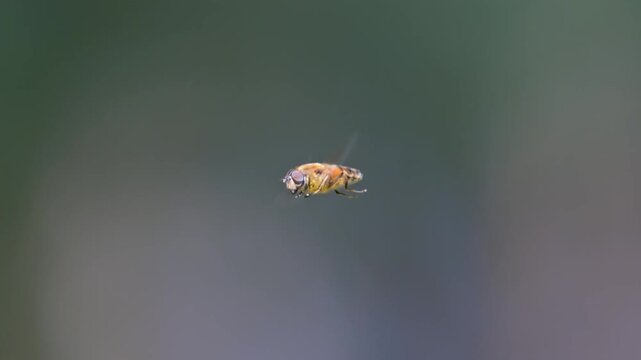 hoverfly in flight in slow motion