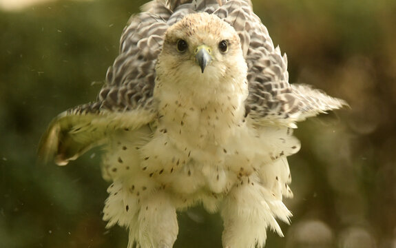 rapaces para cetreria
