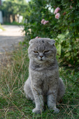 Portrait of Scottish Fold cat sitting in green grass vertical © All