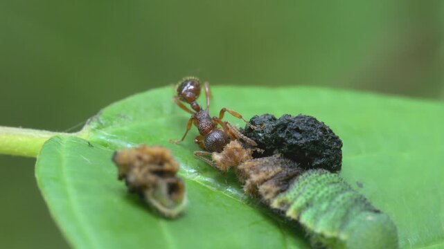 ant biting off parts of dead caterpillar