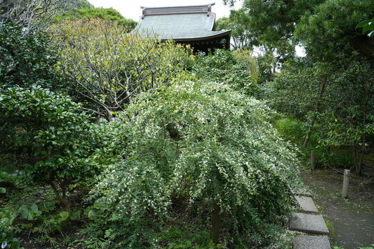 白い萩咲く境内 宝戒寺