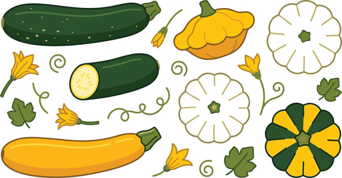 Flat Summer Squash and Zucchini Vegetable Vector Icon Set with Pattypan Squash, Blossoms, Leaves, Slices, and Courgettes for Culinary Cookbooks, Market Posters, and Healthy Recipe Blogs