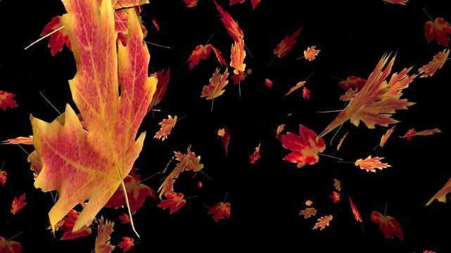 Colorful autumn maple leaves falling on transparent alpha channel background. Halloween fall season overlay animation for video compositing and decoration. Seamless loop 3d rendering animation.