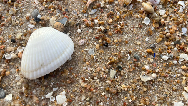 seashell on the beach