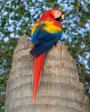 Wild Scarlet Macaw (Ara macao) perched on palm trunk showing long tail