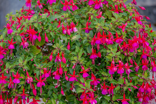 Selective focus of Fuchsia magellanica, Purple pink flowers in the garden, Hummingbird fuchsia or hardy fuchsia is a species of flowering plant in the family Evening Primrose family, Floral background