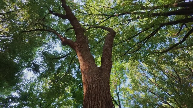 Mature oak tree trunk with deeply fissured bark, upward view through lush green canopy in serene city park