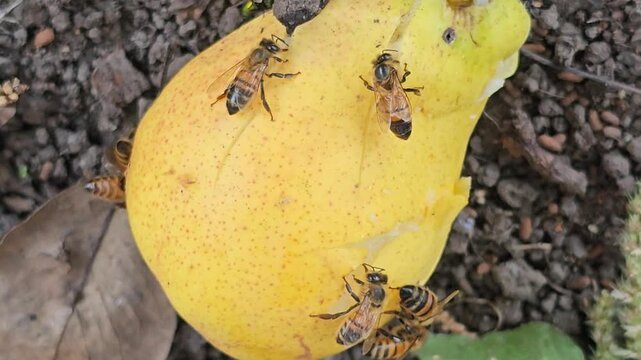 bees in the hive, Close-up of bees, bees eating a pear