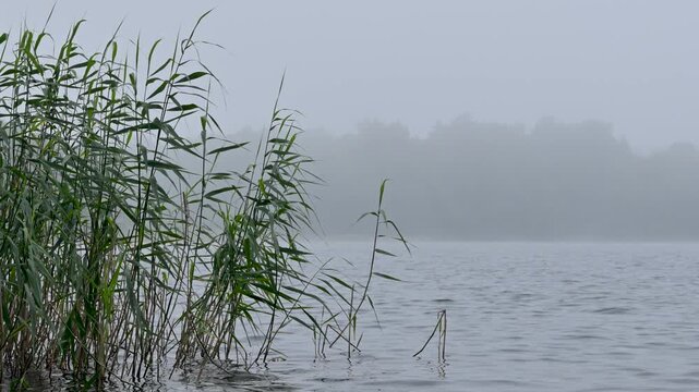 Foggy morning lake with swaying reeds