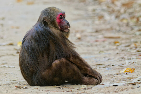 B&auml;renmakak (Macaca arctoides) sitzt am Wegesrand im Kaeng Krachan Nationalpark, Thailand