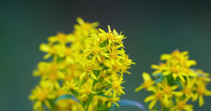 European Goldenrod (Solidago virgaurea) in Bloom