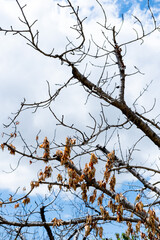 Obraz premium Bare tree branches reaching into cloudy blue sky with remnants of dried brown leaves hanging