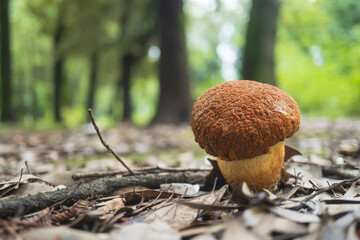 緑地帯で見つかった身近な食用キノコ、アカヤマドリの幼菌（Rugiboletus extremiorientalis） © yumiko