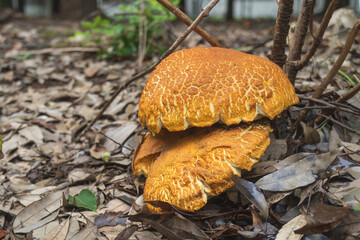 傘が大きく開いてヒビ割れ模様ができた、野生のアカヤマドリの成菌（Rugiboletus extremiorientalis） © yumiko